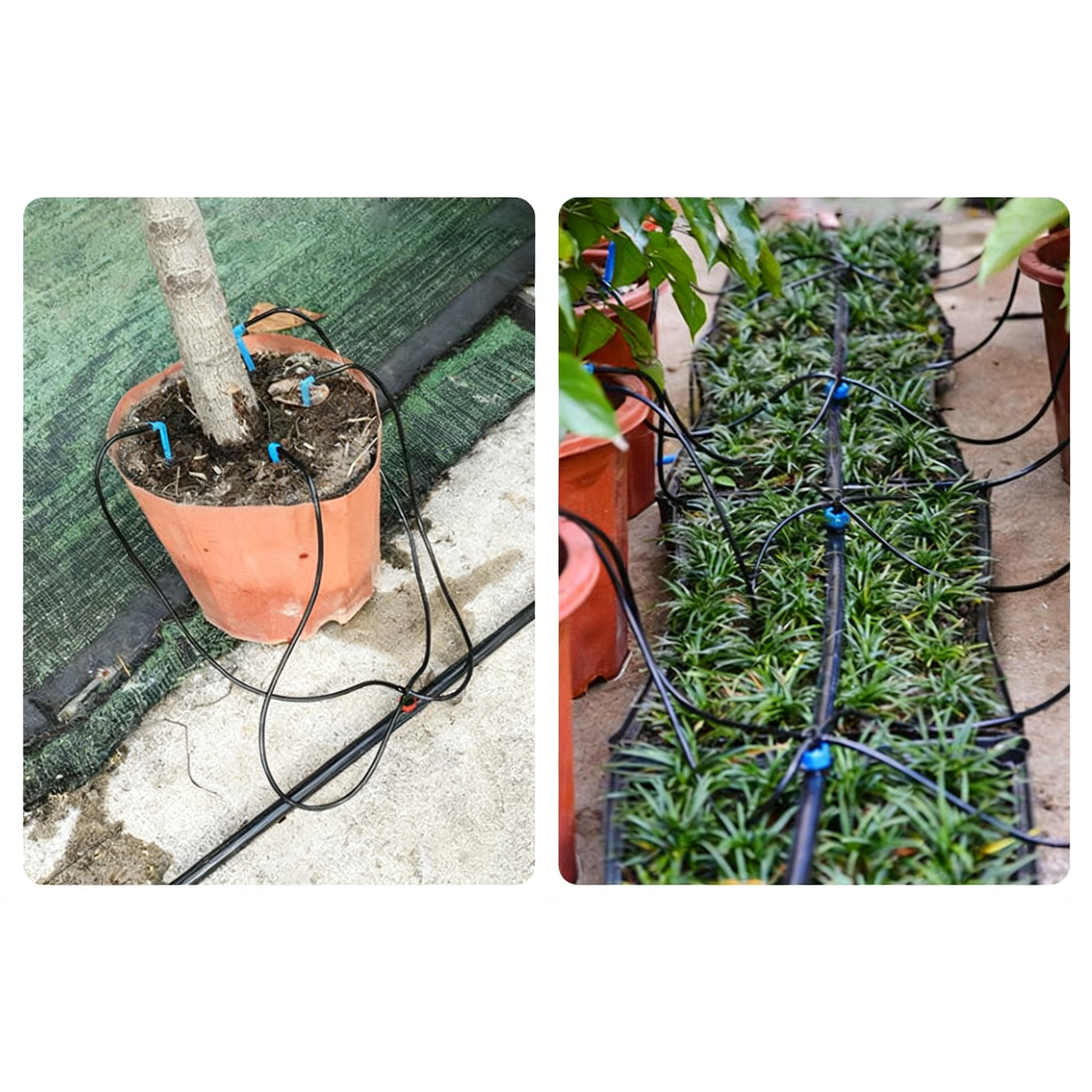 10m 3/5mm Micro Drip Irrigatio - Bonsai Garden Youtube review and price